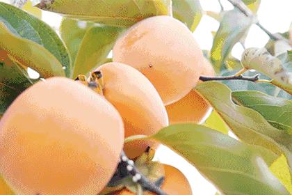 柿子和酸奶同吃的后果,酸奶和柿子吃会中毒吗