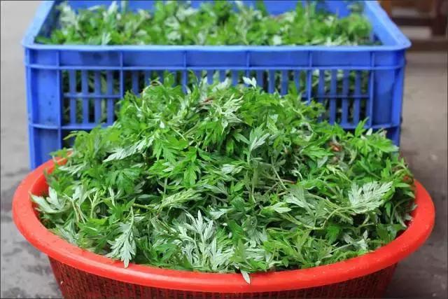 艾叶煮水的小妙用,妈妈用艾叶水煮鸡蛋