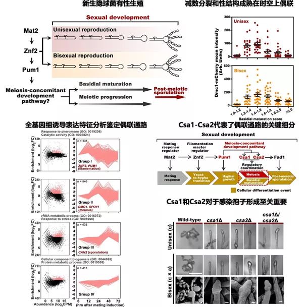 研究揭示人类病原真菌感染孢子形成的细胞命运决定机制