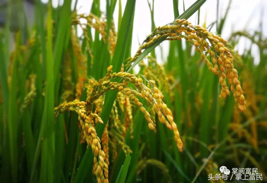 富民赋,富民产业赋能乡村振兴