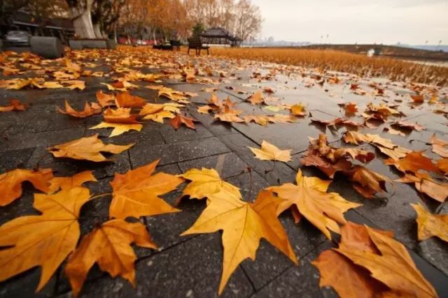 气象科普知识雾,秋天树叶为什么会掉落