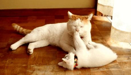 全国医学生的“娘家人”,深圳喊你先来“串串门”