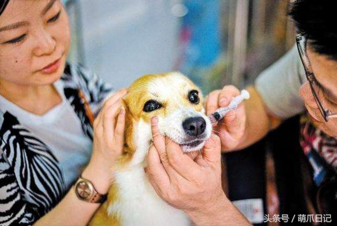 去宠物医院看病为什么这么贵,一般的宠物医院看病贵吗