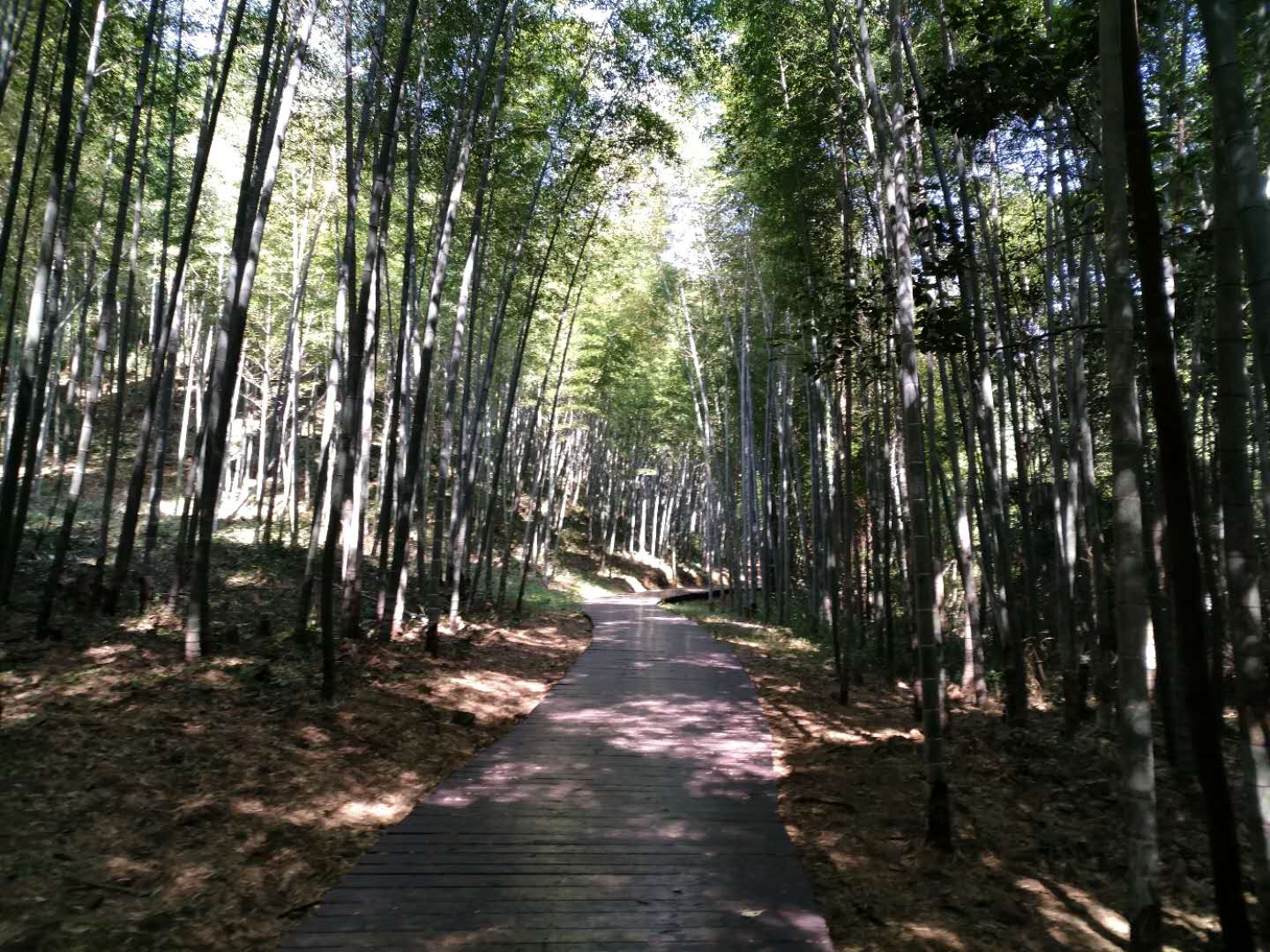 百万葵园85元门票包含什么,广州百万葵园免费门票