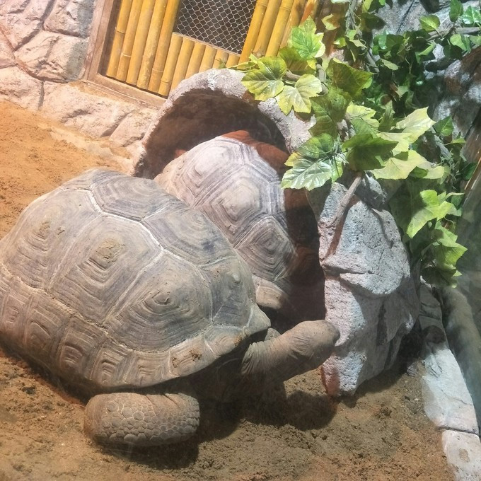 三亚自由行美食相伴攻略,三亚三日游美食