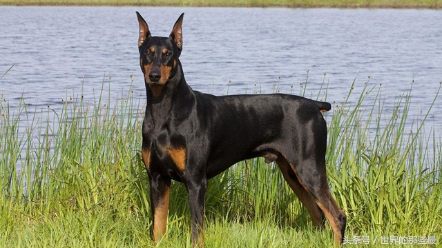 世界上最聪明的10种狗,世界上最聪明的五种狗狗排名