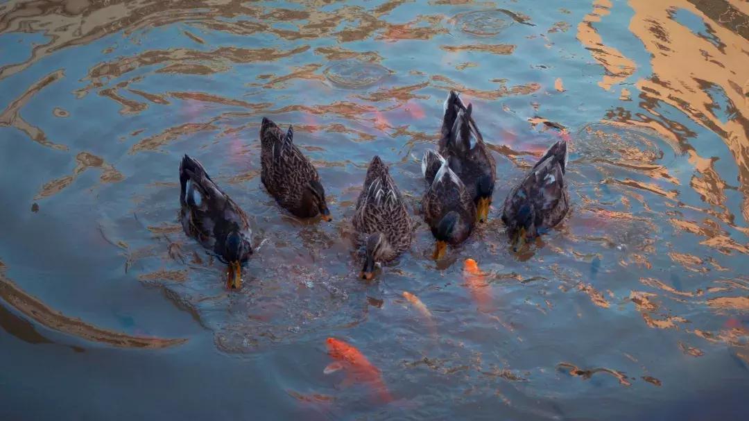 客家围龙屋的民居的特色,客家围龙屋的特点