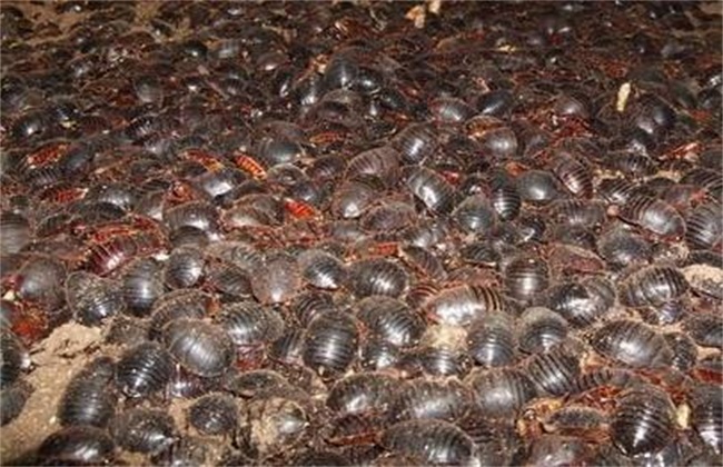 土元养殖的前景和利润,土元养殖什么赚钱