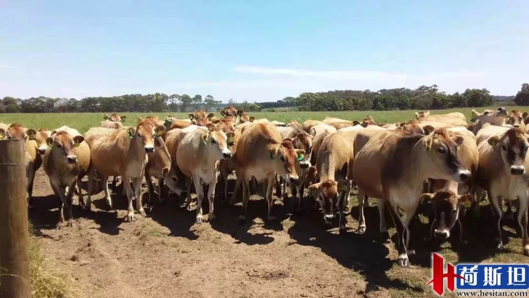 7000头“澳妞儿”登陆天津港创2018荷斯坦奶牛单批进口之最
