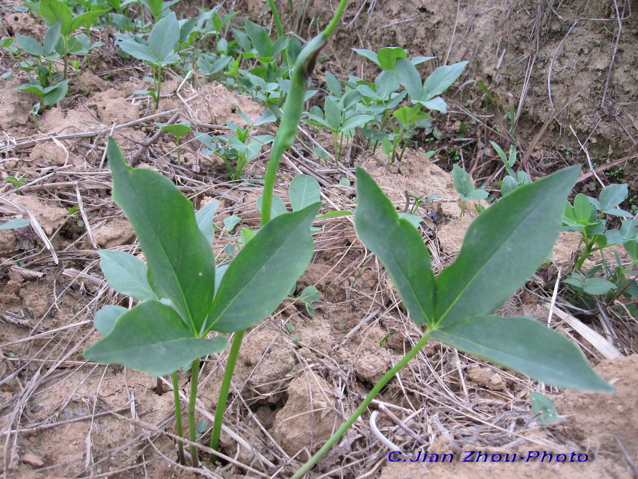 半夏，燥湿化痰，降逆止呕，消痞散结