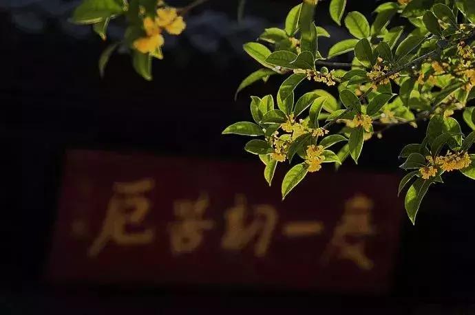 10月新低！广州出发机票仅180块！坐飞机玩转抖音最火网红地