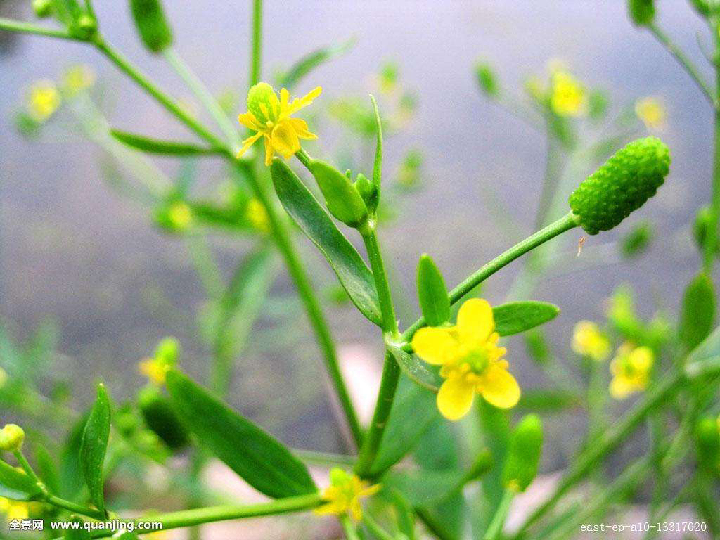 中药石龙芮的功效与别名,石龙芮能吃吗