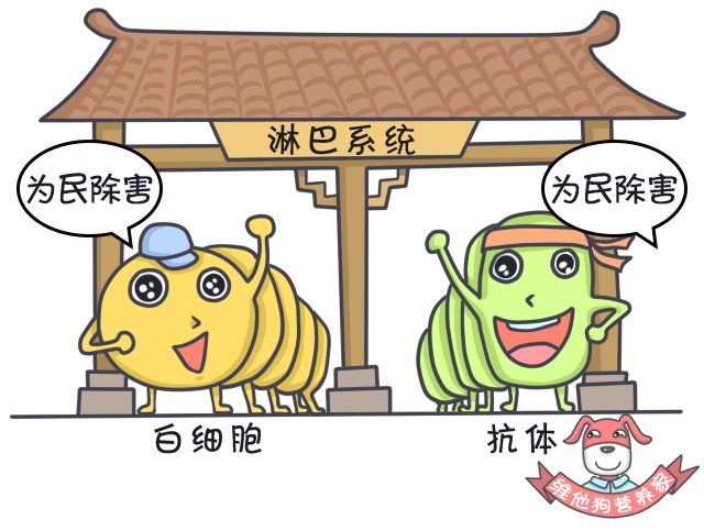 排毒瘦身足贴,足贴正品祛湿气排毒减肥测评