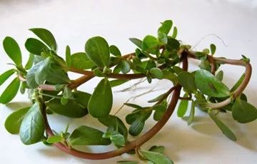 马蜂蜇人几针会致死,马蜂蜇人会致人死亡吗