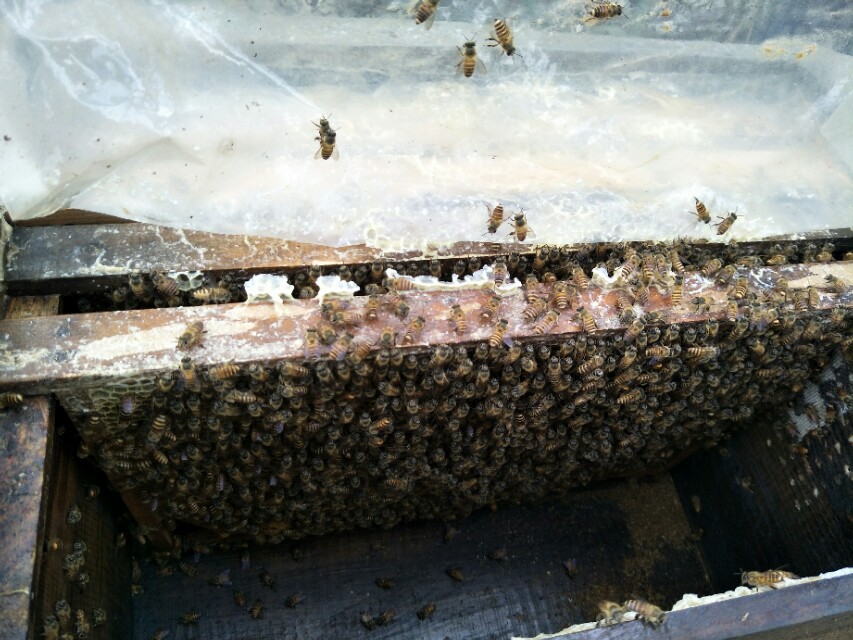 养蜂人养蜜蜂的绝招,养蜜蜂技术全套