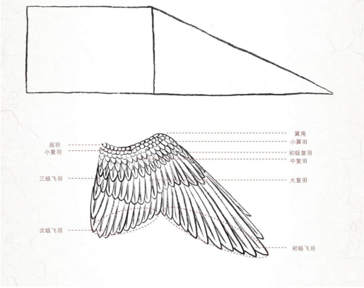 工笔禽鸟技法视频,工笔鸟翅膀画法