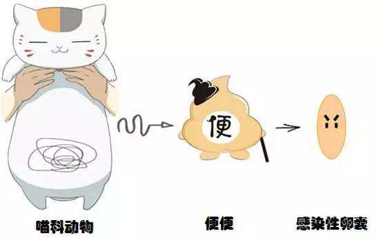 孕妇养宠物得弓形虫几率是多少,备孕养宠物检查弓形虫