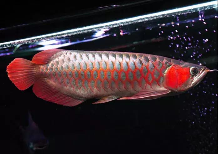 龙鱼怎么鉴别,龙鱼的特征都有哪些