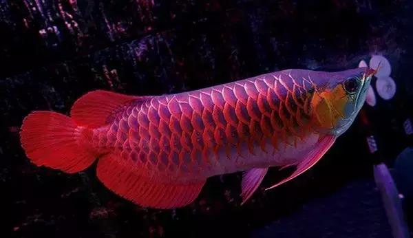 龙鱼怎么鉴别,龙鱼的特征都有哪些