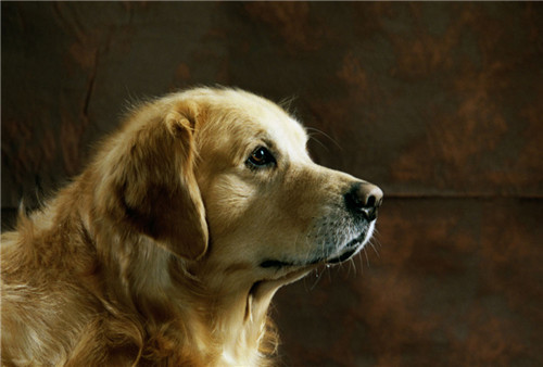 狗狗不喝水会得尿结石吗,狗狗尿结石不爱喝水怎么回事