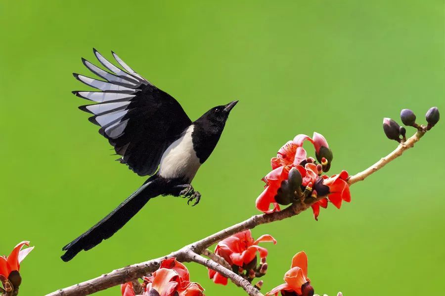 郭同久：欣闻喜鹊唱枝头