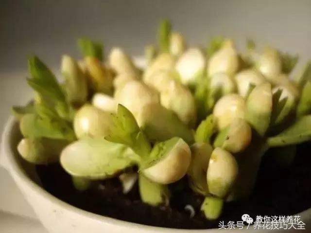 盆栽花生的变化,最好看的盆栽花生