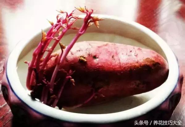 盆栽花生的变化,最好看的盆栽花生