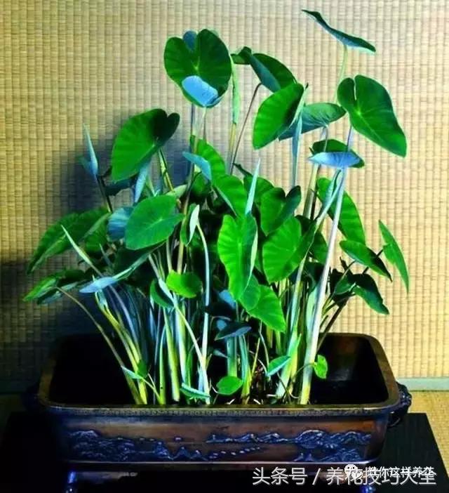 盆栽花生的变化,最好看的盆栽花生