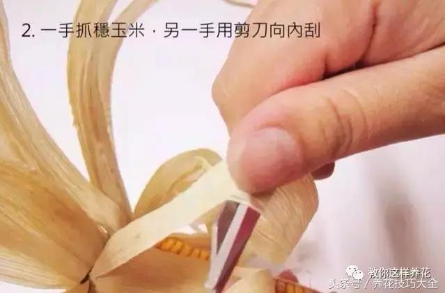 盆栽花生的变化,最好看的盆栽花生