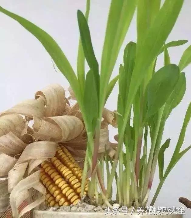 盆栽花生的变化,最好看的盆栽花生