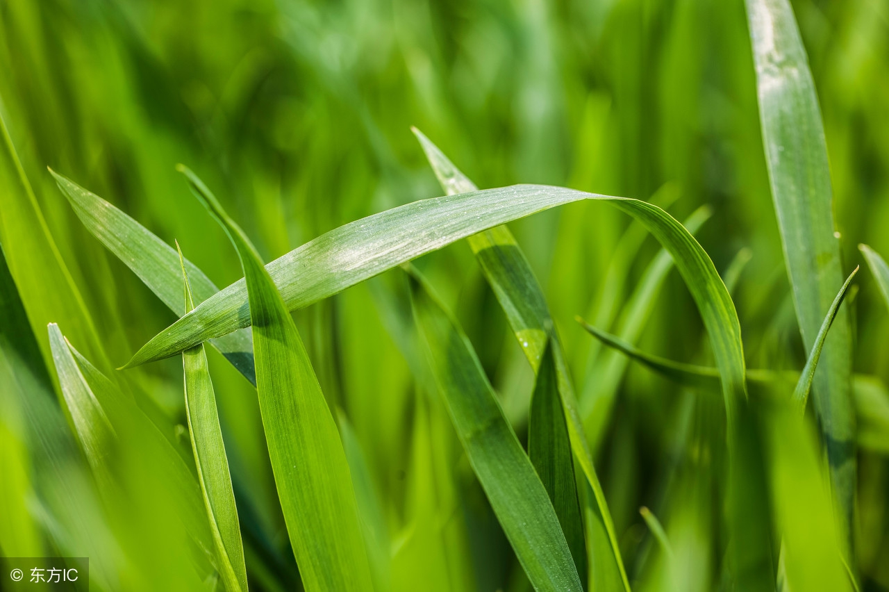 麦田除草剂主要成分,麦田除草剂哪种配方的好