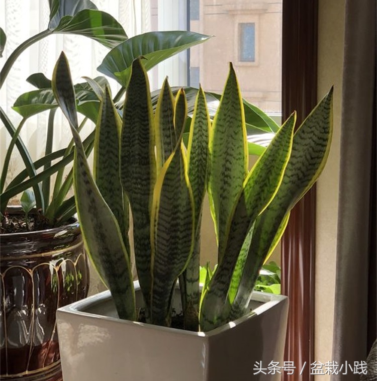 哪种盆栽吸甲醛效果最好,哪些植物对猫咪无毒又能吸附甲醛