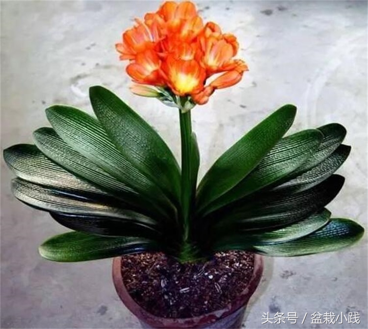 哪种盆栽吸甲醛效果最好,哪些植物对猫咪无毒又能吸附甲醛