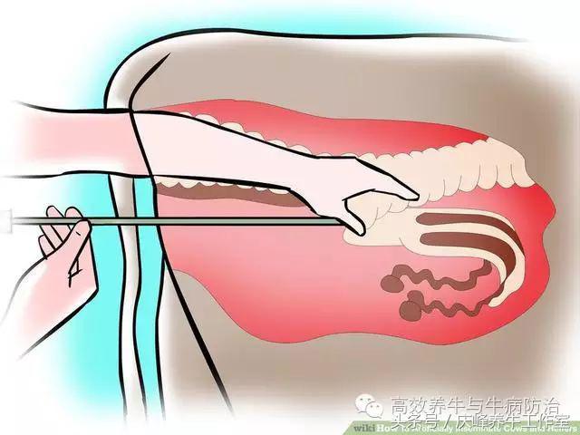 给母牛做人工授精教程,给牛人工授精的操作要领