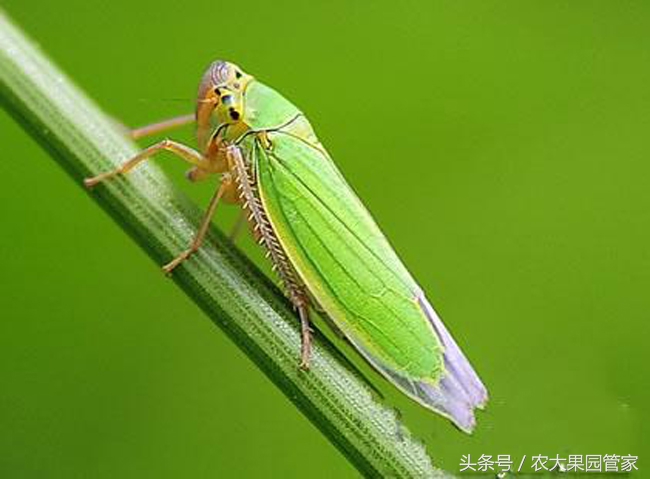 小叶蝉危害,绿叶蝉的危害有多大