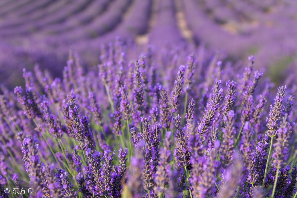 北京薰衣草庄园门头沟,北京薰衣草庄园