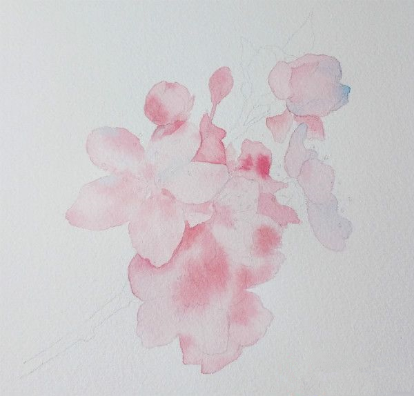 水彩画樱花初学者绘画步骤,樱花画法水彩教程视频