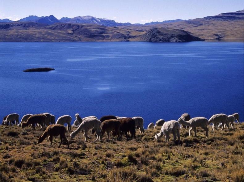 秘鲁Moda，带来萌神赛暖男