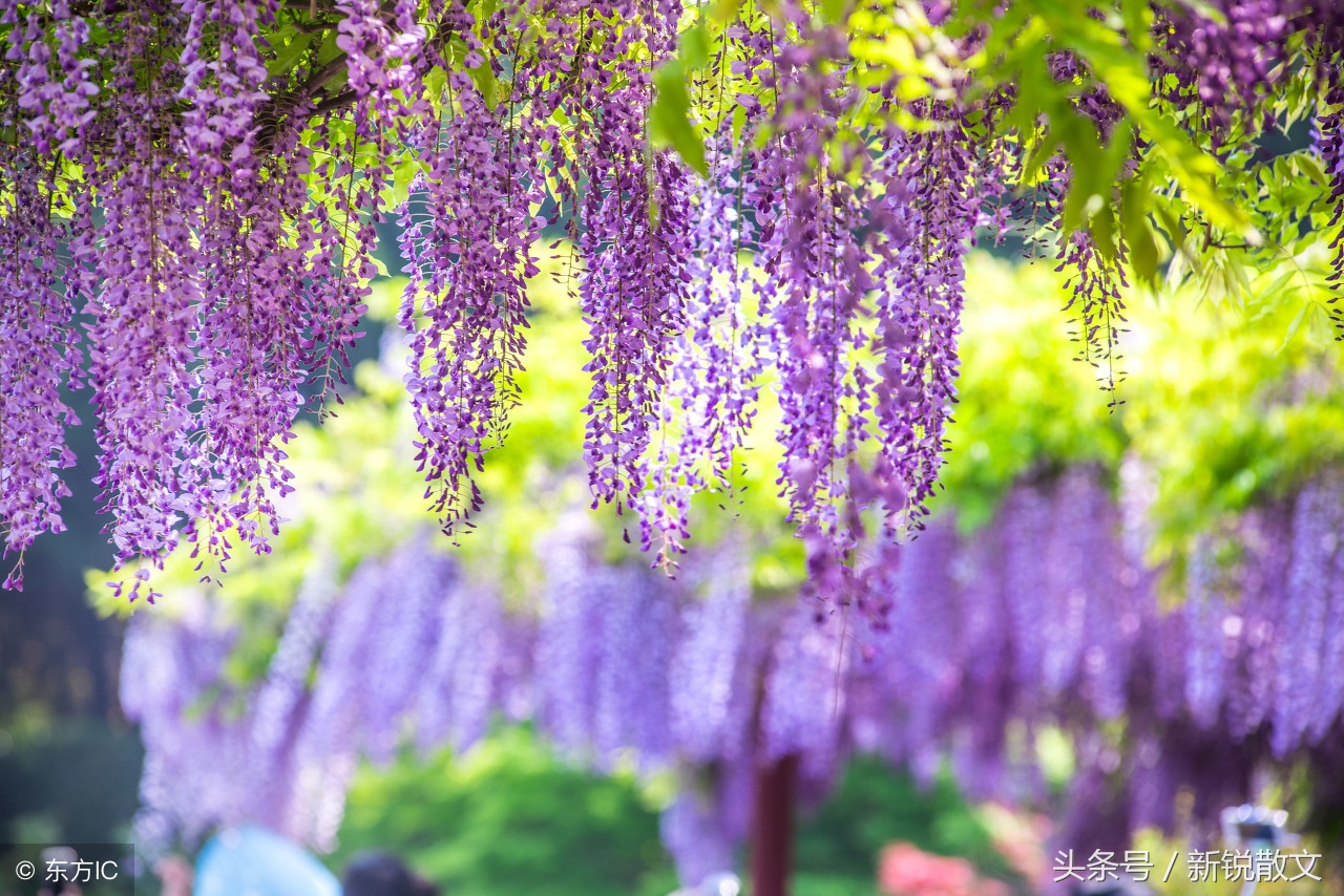 百年庐中与百岁校长