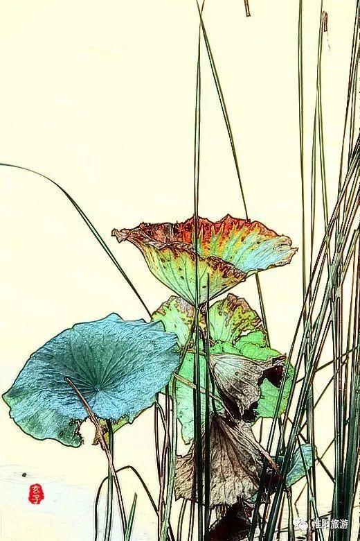 淮阳龙湖荷花盛景照片及描写,淮阳龙湖荷塘