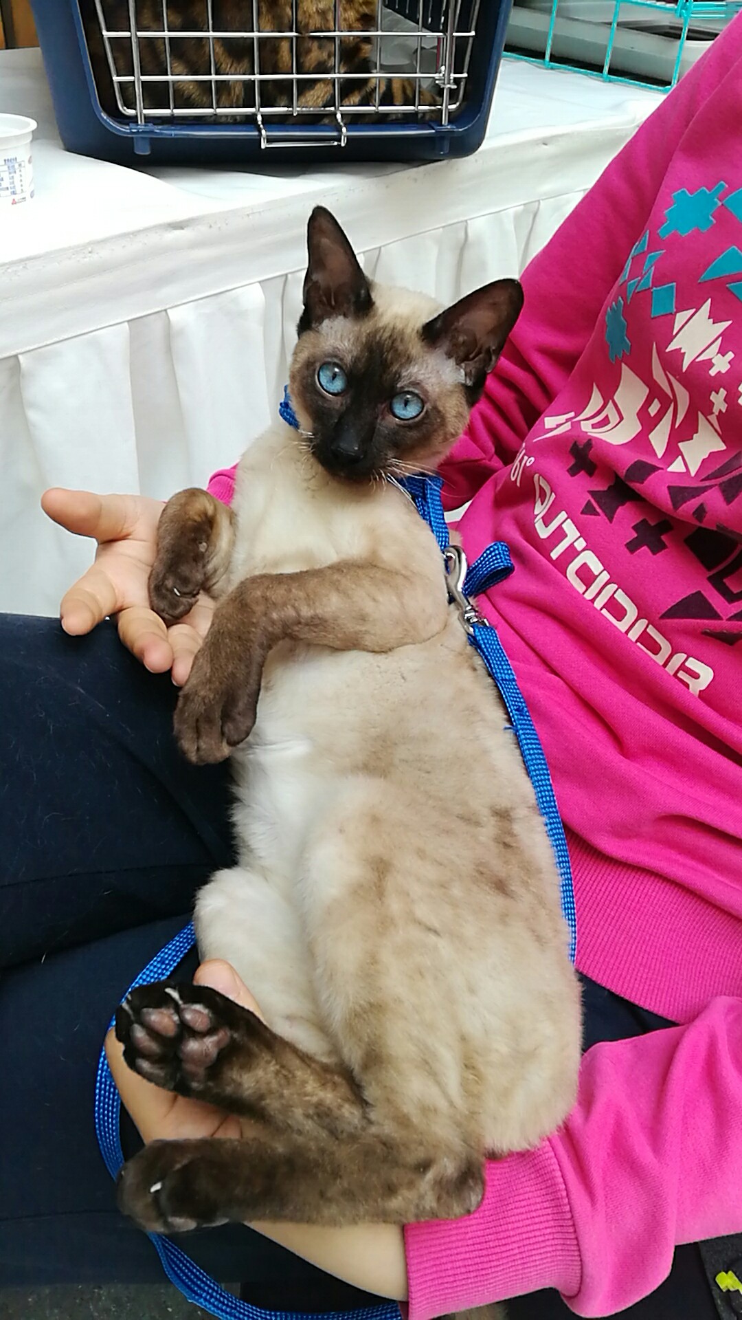 别总说你家猫不亲人，你敢晒晒怎么养猫的吗？