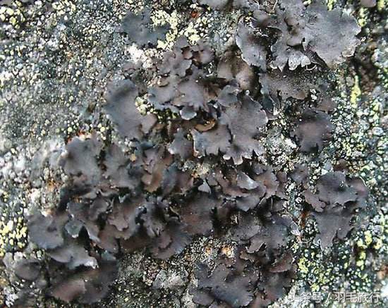 张家界三宝一绝分量,三宝一绝张家界特产总汇