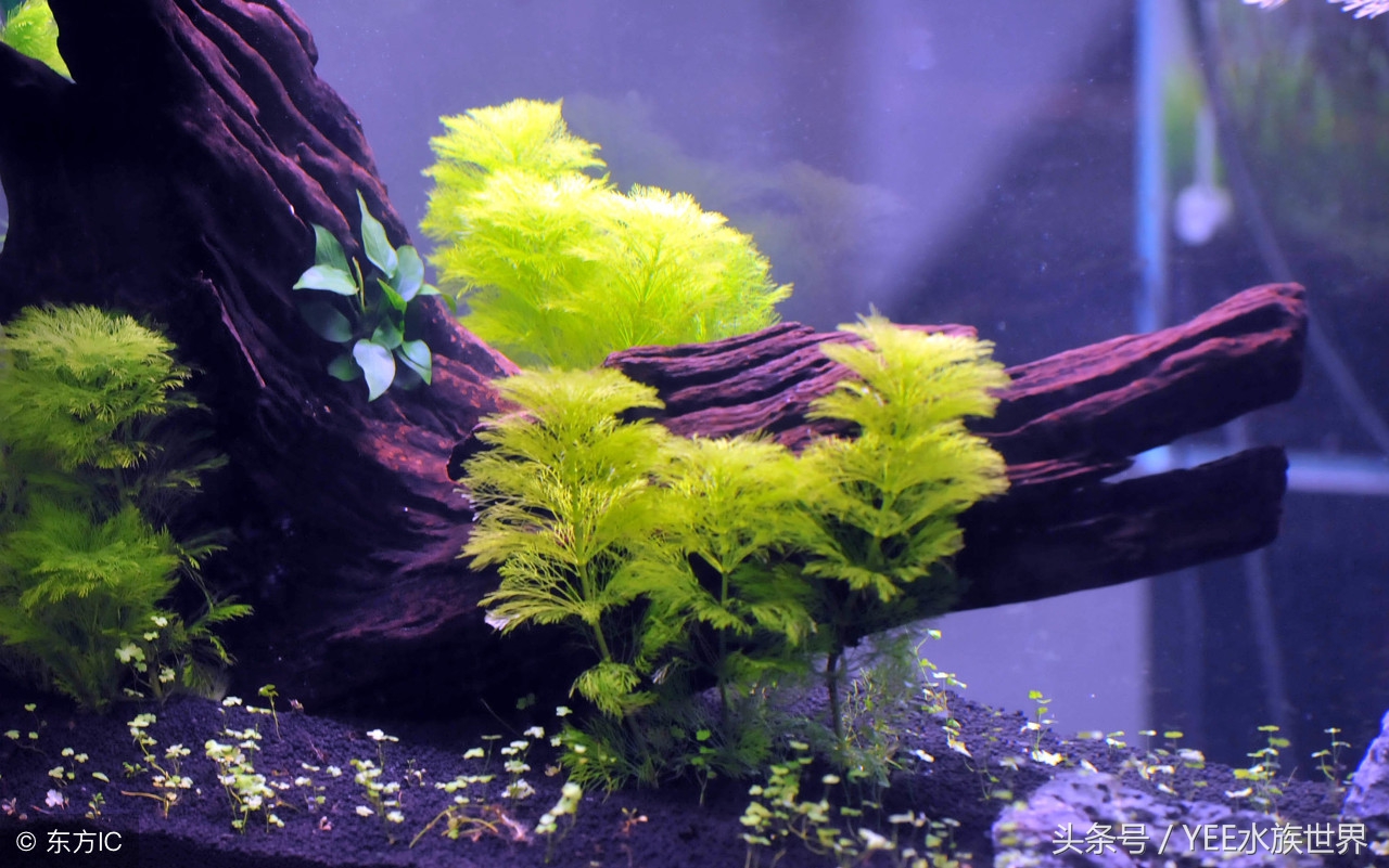 草缸开缸第一天就冒泡,草缸开缸第三天浑水