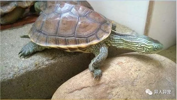 龟市行情回顾,龟市低迷却是新人入手的最好时机