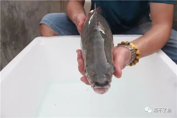 鱼怎么才能知道真假,如何分辨真假白鱼