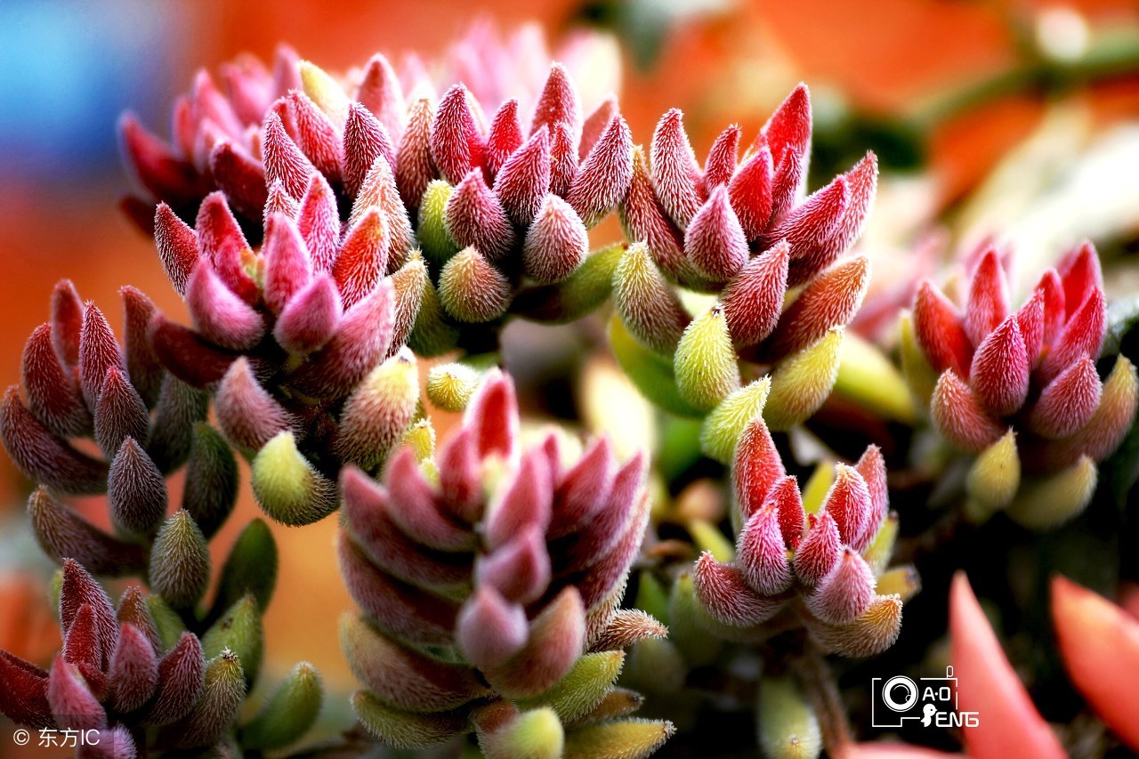 从新手小白到多肉达人,从小白到大神蜕变