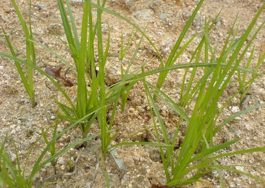 小时候都见过玩过的植物，但90%的人还不知道它们的名称