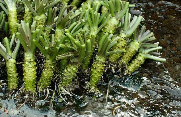 山葵为啥好吃,山葵为什么吃热的东西不辣