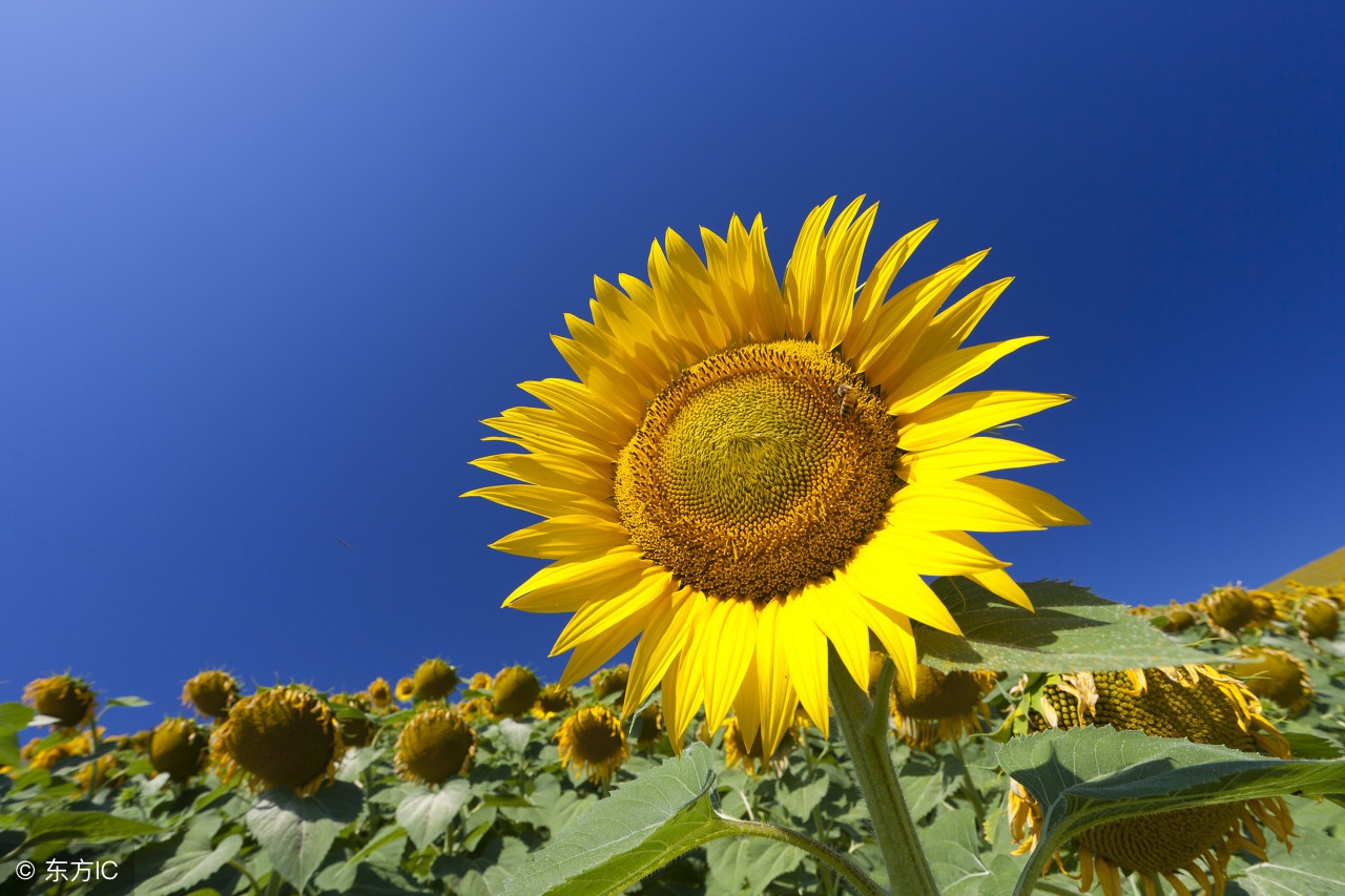 围炉夜话作者,围炉夜话原文及译文完整版