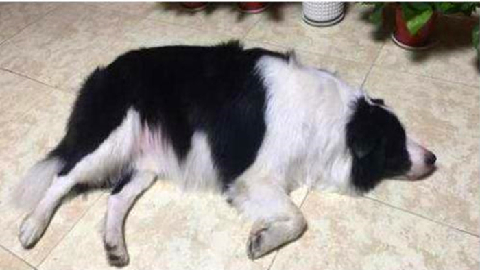 边牧不听话教你几招正确训犬方法,边牧被主人打后记仇吗为什么